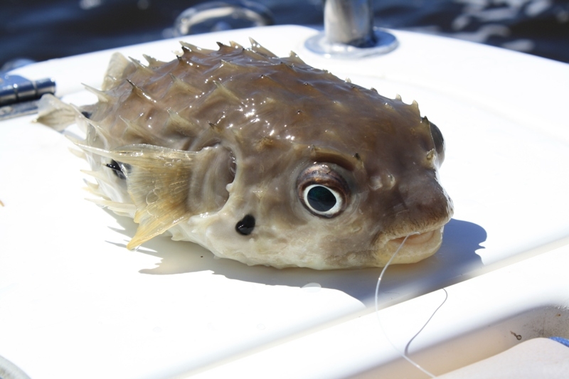 Puff fish