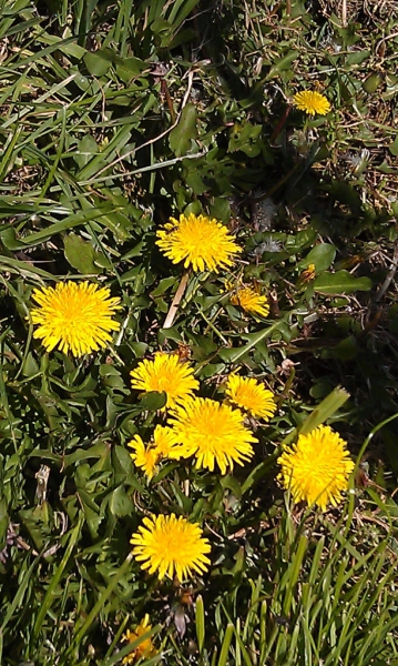 Dandelions