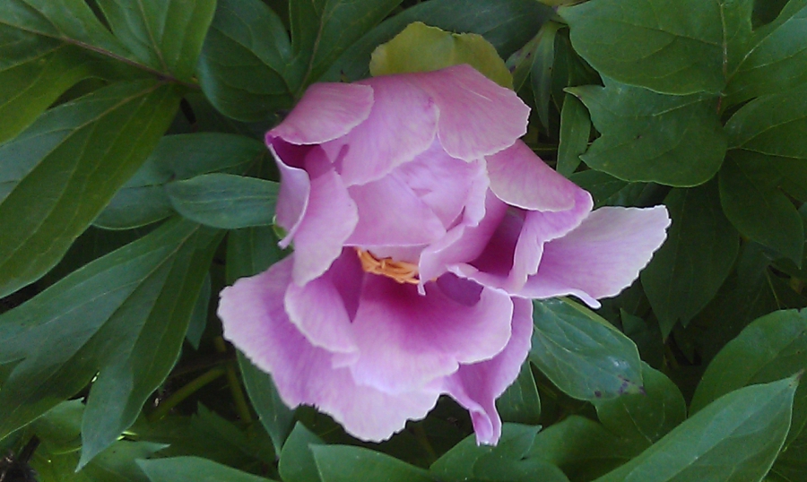 Peony flower