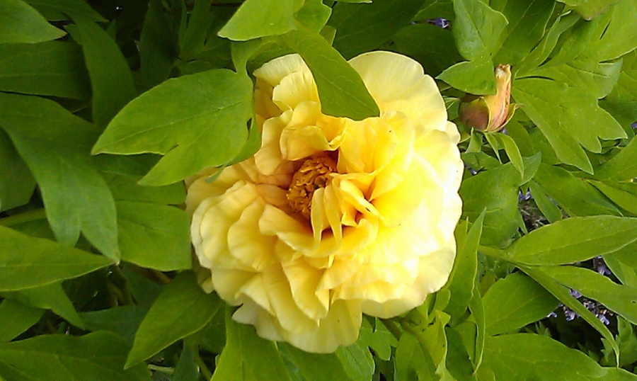 Peony flower-2