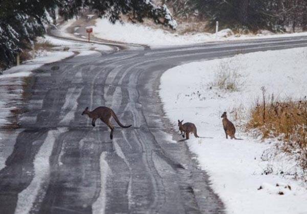 Австралийская зима