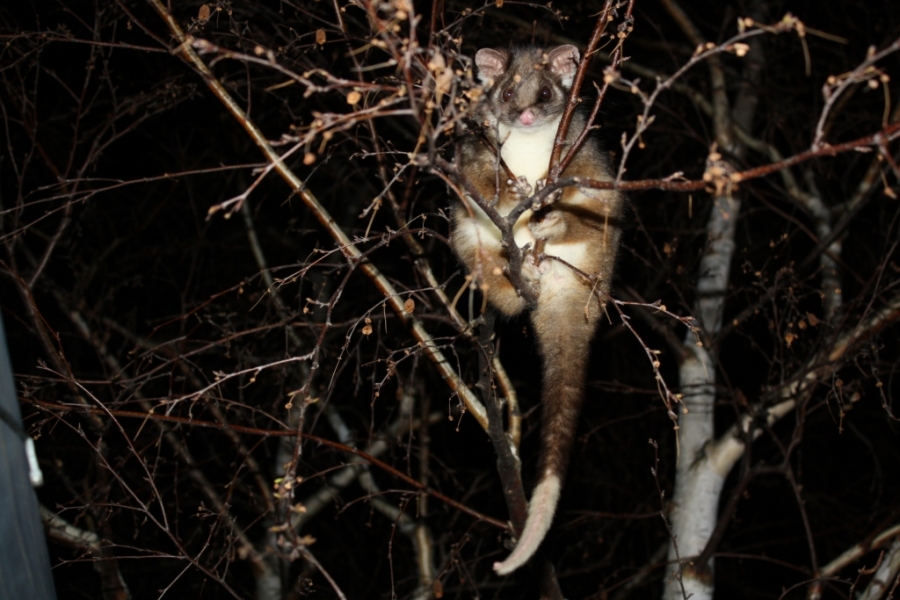 Домашний звереныш.