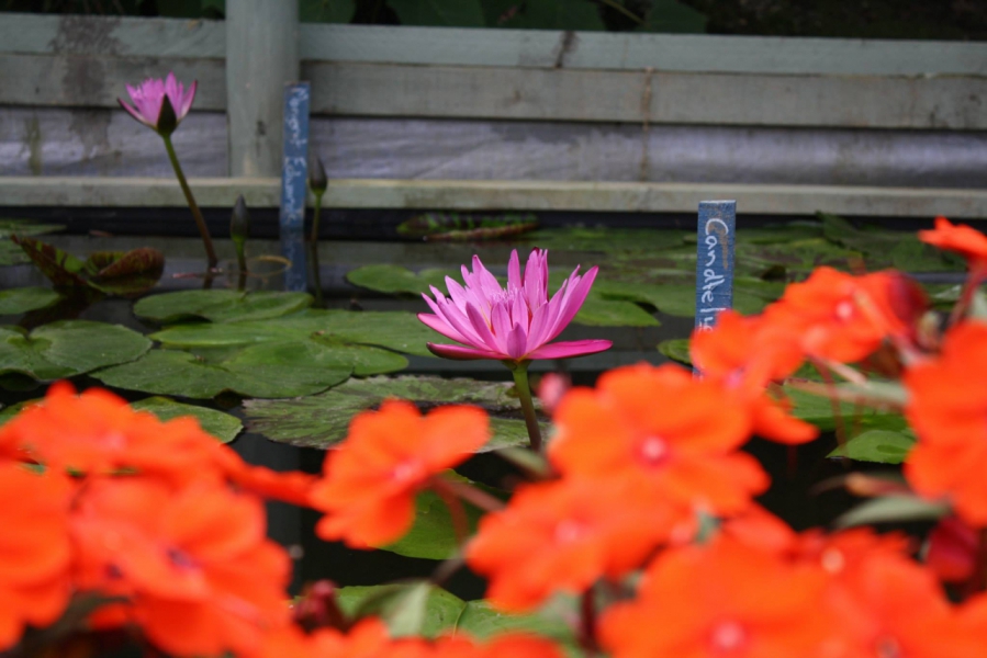 The Blue Lotus Water Garden