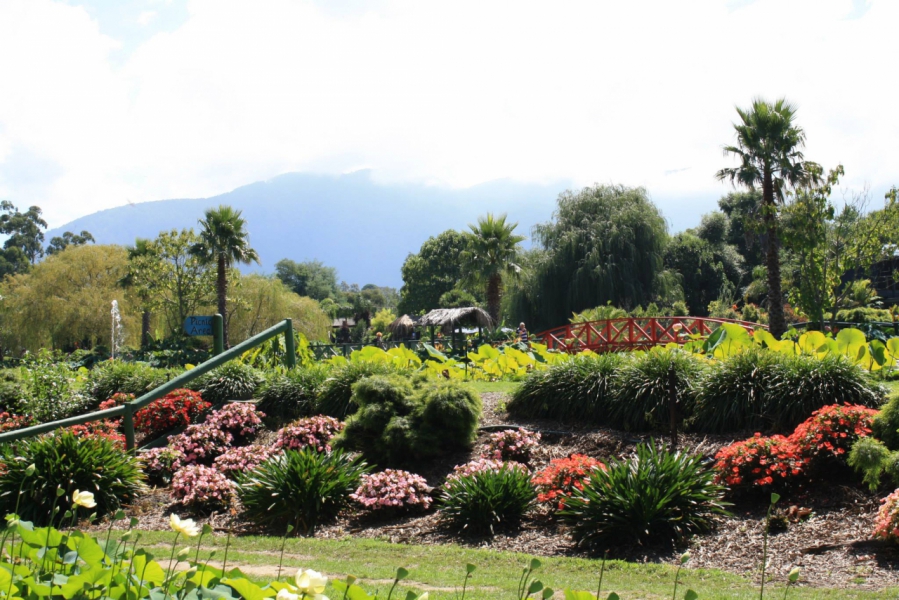 The Blue Lotus Water Garden