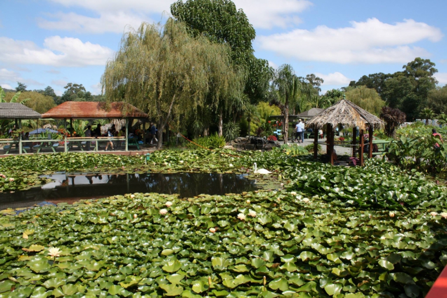 The Blue Lotus Water Garden