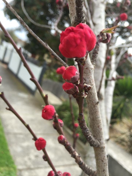 Весна в Мельбурне