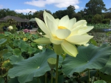 The Blue Lotus Water Garden